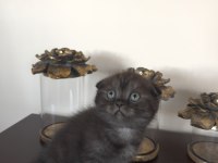 Scottish fold yavrularımıza yuva arıyoruz