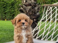 Akıllı ve Tüy Dökmeyen Karakteriyle Maltipoo Yavrusu