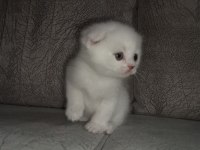 2 aylık yavru scottish fold