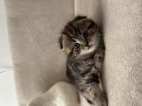 Scottish fold bebeklerimiz
