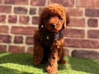Safkan toy Poodle yavrular