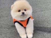 A kalite ırk sağlık garantili pomeranian boo yavru