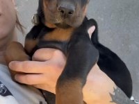 Şecereli European Doberman
