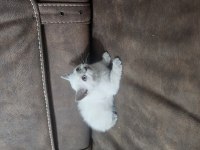 Beyaz scottish fold prens