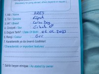 Cane corso blue 3 aylık kimlik çip çıkartıldı