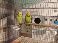 Show jumbo takım muhabbet kuşu