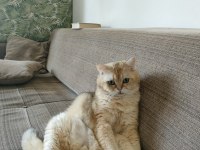 British shorthair 2 yaşında erkek