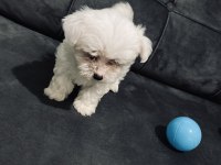 2 aylık maltese terrier