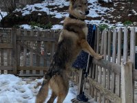 Çekoslovak wolfdog