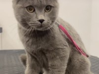 Sakin british shorthair kedimiz mars