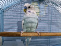 MUHABBET KUŞU ERKEK (KIZGIN)