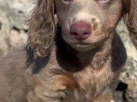 ISABELLA LONGHAİR DACHSHUND NADİR BULUNAN IRK