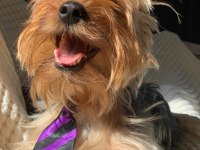 Yorkshire Terrier Seyahat Yüzünden Sahiplendirme