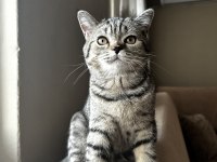 British Shorthair Tabby YAVRU