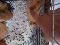 Hamster yetişkin veya yavru