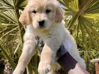 Irk Ve Sağlık Garantili Golden Retriever Bebekler