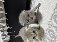 Erkek 25 günlük scottish fold kedimiz