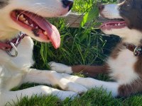 Safkan Border Collie yavruları