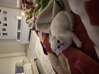 Scottish fold sivas merkez sadece