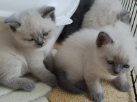 CİNS KEDİ BRİTİSH SHORTHAİR