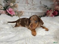 CHOCOLATE MERLE A KALİTE AŞILI DACHSHUND BEBEKLERİMİZ