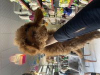 Poodle Yavrularımız Yeni Yuvası İçin Hazır