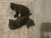 British Shorthair Yavru Kediler