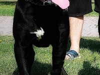 Secereleri dolu dolu yavrular cane corso