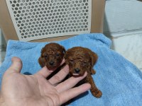 Baba kore anne toy poodle bebekler