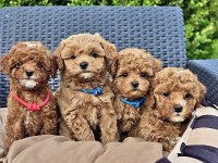 Asılı Pasaportlu Mıkroçıplı Maltipoo Yavrularımız