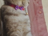 Prenses scottish fold kedimiz