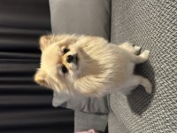 Minyatür pomeranian wc eğitimli uyumlu uysal