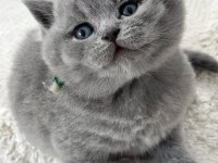 Kadife tüylü gri british shorthair