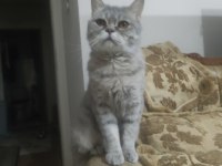 Dişi British whiskas 2 yaşında
