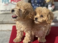Profesyonel çiftlikde ziyarete açık maltipoo