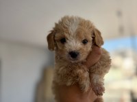Maltipoo yavrular teacup bebekler