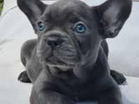 Blue French Bulldog Yavruları İstanbul