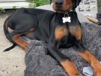 %100 orjinal Doberman yavrular kredi kartı geçerlidir