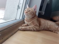 Kedimiz maya için yeni yuva arıyoruz