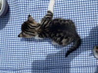 TATLI BEBİŞ KEDİLERİ SAHİPLENDİRİYORUZ