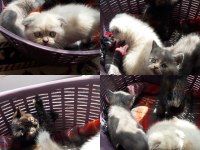 Mükemmel blue point ve british shorthair yavrular