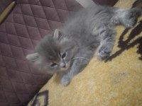 British longhair 60 günlük