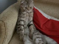 Scottish fold kedisi