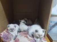 50 günlük british shorthair bebisler