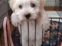Oğluşum 10 Maısn oldukça sağlıklı maltipoo