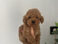 Irk garantili dişi ve erkek poodle yavrular