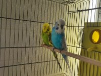 VASIFLI SHOW JUMBO MUHABBET KUŞU TAKIMLAR