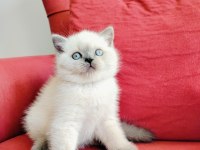 British blue point yavruları