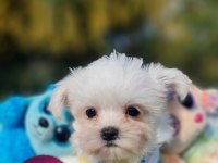 Neşe Kaynağı Morkie Yavrularımız