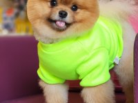Efsane 1.5 yaşında pomeranian erkek izmir